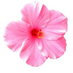 Meet your Posher, Ella